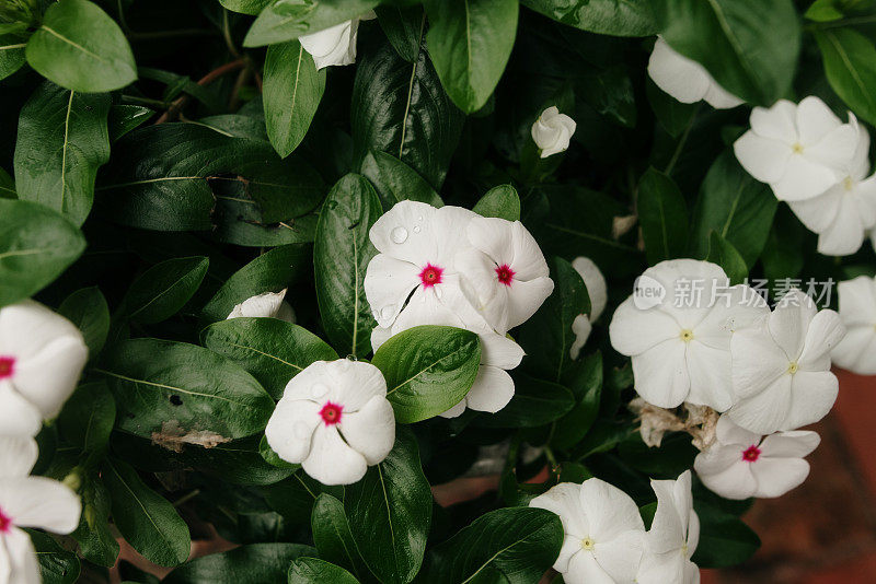 Catharanthus roseus也叫